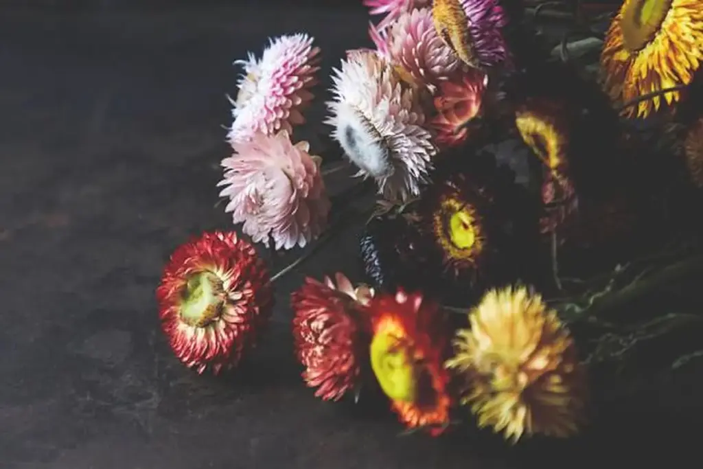 Konservierte Trockenblumen in kräftigen Farben
