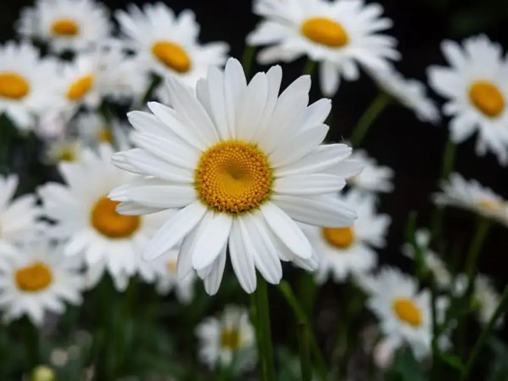 Saisonale Wiesenblumen als nachhaltige Hochzeitsfloristik